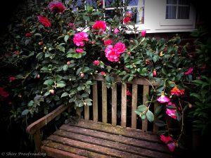 A camelia shrub in full bloom around a garden bench.